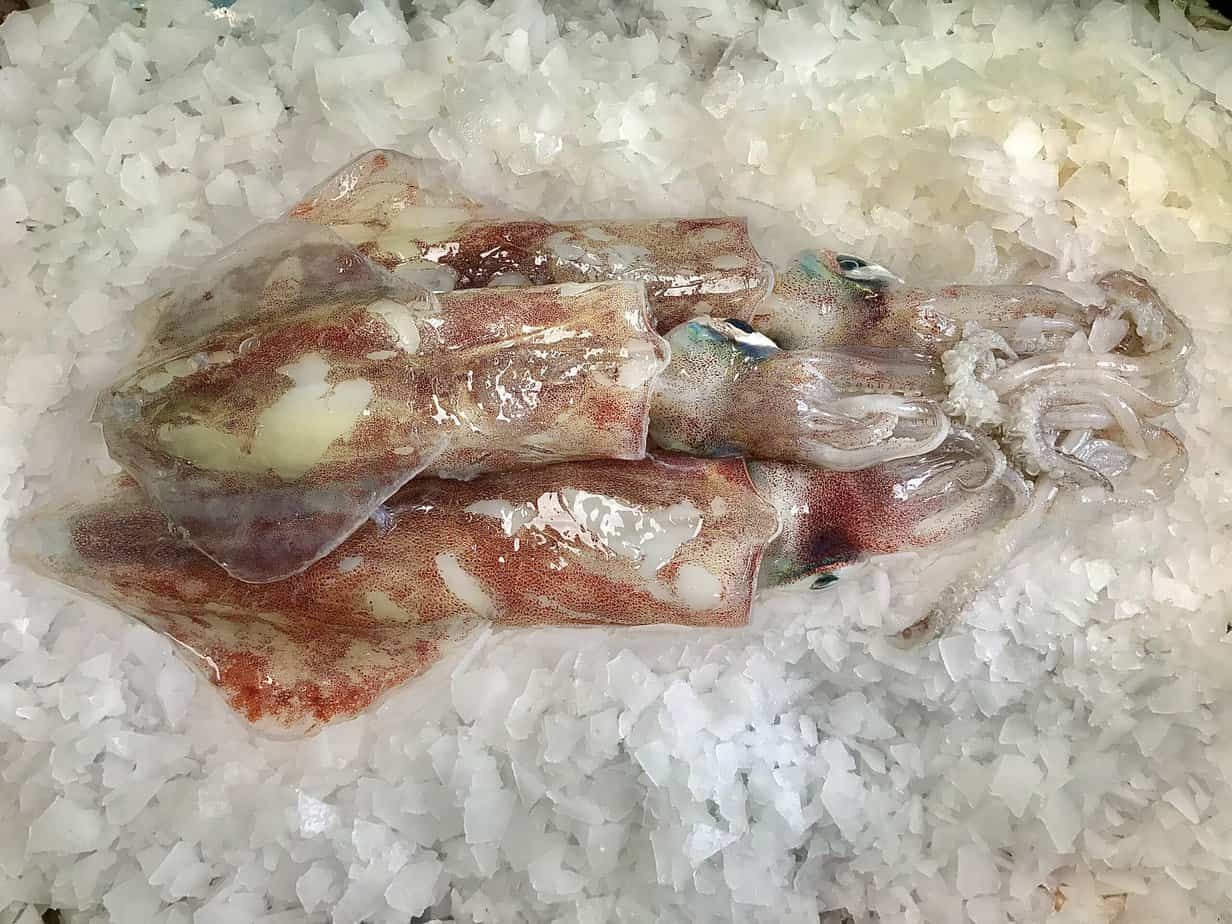 Tiarmet blæksprutte